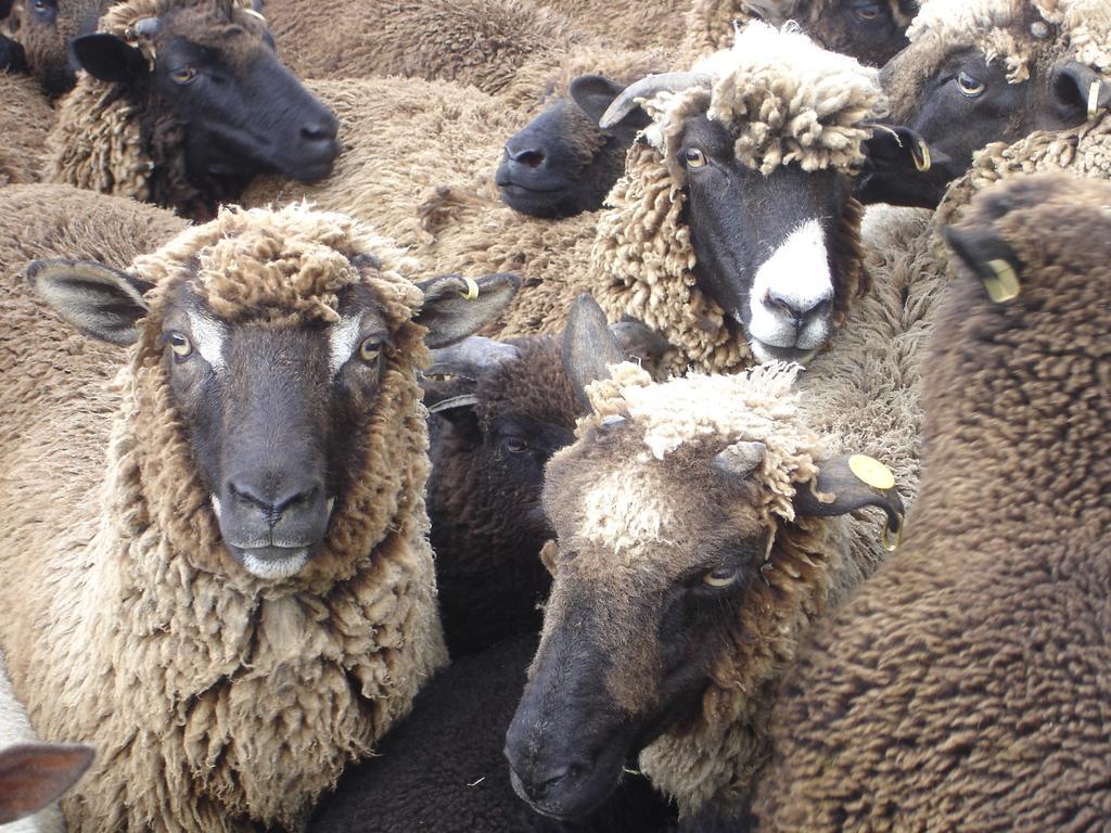 Bed & Breakfast Country Homestead At Black Sheep Farm 3*